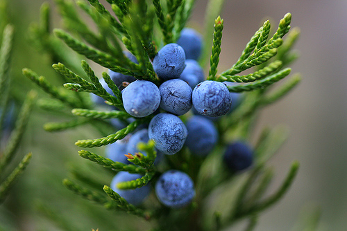 Juniper Berry Essential Oil - Click Image to Close